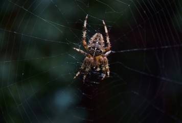 spider on the web