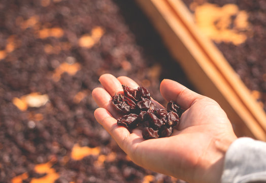 Hand Of Farmer Holding Raisin With Drying Board In Sunlight Vineyard Background,