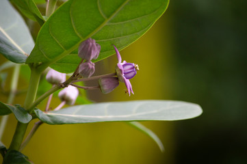 orchid on a green background