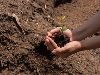 hand holding young plant ready to grow with healthy soil background, save the world and World Environment Day concept.