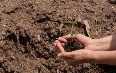 hand holding young plant ready to grow with healthy soil background, save the world and World Environment Day concept.