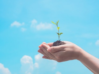 farmer’s hand holding young plant ready to grow with cloud and soft blue sky background, save the world and World Environment Day concept.