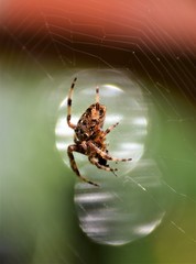 spider on the web