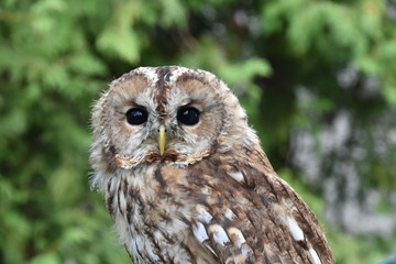 Screetch owl close up Portrait