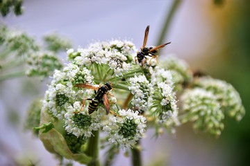 bee on a Angelica flower