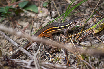 Lizard in the grass