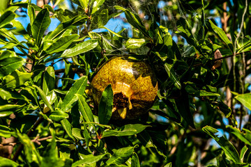 close up raw pomegranate in the branch, pomegranate tree. nature and fruits concept