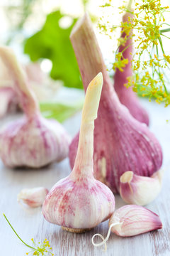 fresh garlic