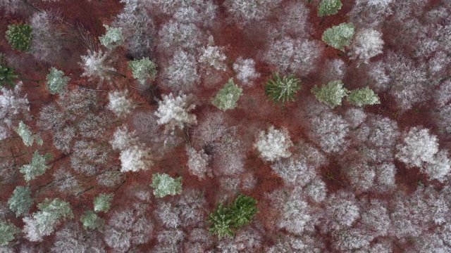 Aerial view of forest with hoar frost, Steigerwald, Bavaria, Germany