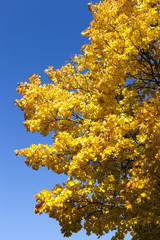 leaf fall in autumn and on maple trees