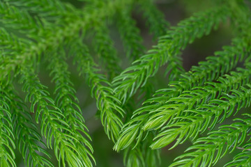 Abstract and blurred top view of pine branches golden Teak Tree.