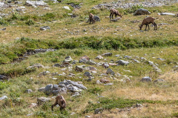 Chamois dans les Alpes