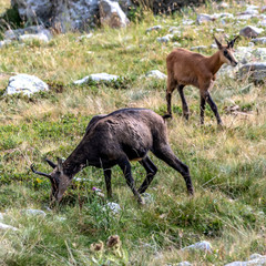 Chamois dans les Alpes