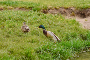 Two wild ducks, male and female on green grass