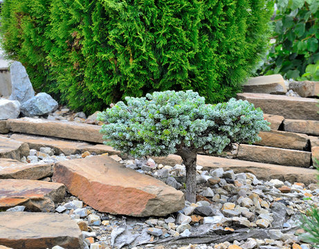 Dwarf coniferous evergreen plant Korean Fir 'Kohouts Icebreaker' (Abies koreana)