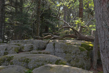 Forêt du Grand Hohnack à Labaroche dans les Vosges, forêt vosgienne
