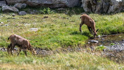 Chamois dans les Alpes