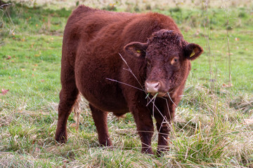 pretty cow munching on some hay
