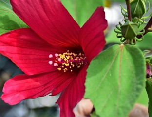 red hibiscus flower