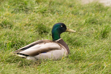 Naklejka na ściany i meble View of a male wild duck sitting on the green grass