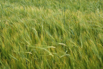 green wheat field