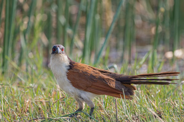 Senegal coacal (Centropus senegalensis) looking at the viewer