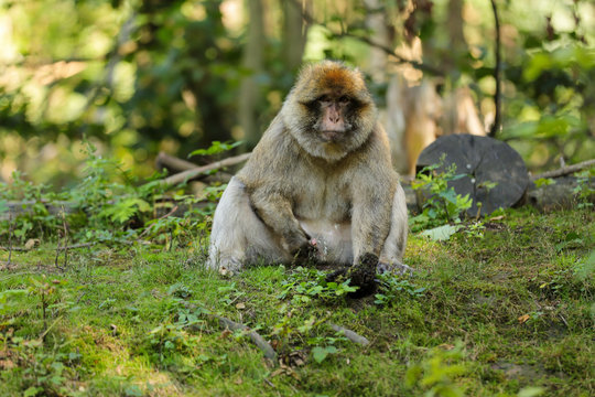 Affe beim urinieren