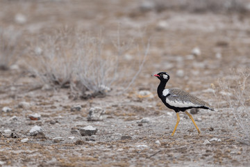 Northern black korhaan (Afrotis afraoides) in Etosha NP.