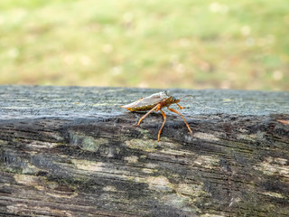 forest bug resting on a bench