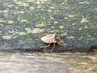 forest bug resting on a bench