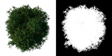 Top view of Tree (Silver Linden 3) Plant png with alpha channel to cutout made with 3D render 