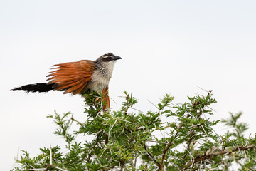 Burchell's coucal (Centropus burchellii) perching in a bush