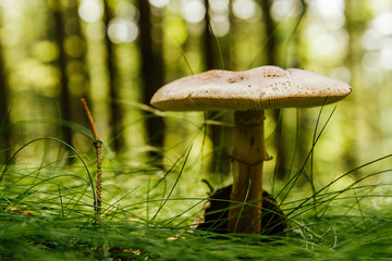 mushroom in the grass