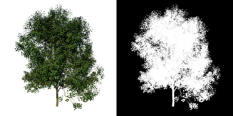 Front view of Tree (Young Silver Linden 3) Plant png with alpha channel to cutout made with 3D render 