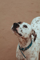 Friendly English Pointer looking up on a peaceful rocky beach with the sea behind him on a cloudy...