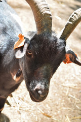 Close-up head of a black domestic goat