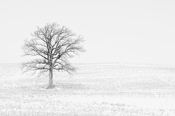 Lonely winter tree in black and white.