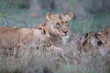 Lioness and her playful cubs in Zimanga Game Reserve near the city of Mkuze in South Africa