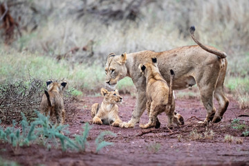 Lioness and her playful cubs in Zimanga Game Reserve near the city of Mkuze in South Africa