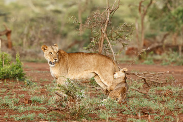 Fototapeta na wymiar Lioness and her playful cub in Zimanga Game Reserve near the city of Mkuze in South Africa