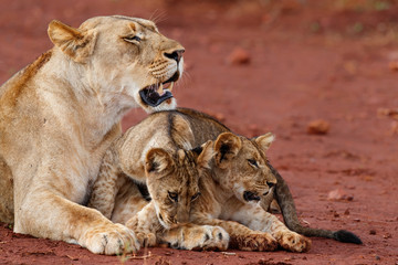 Lioness and her playful cubs in Zimanga Game Reserve near the city of Mkuze in South Africa