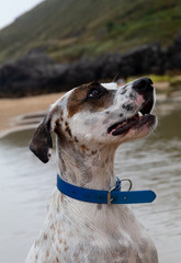 Friendly English Pointer looking up on a peaceful rocky beach with the sea behind him on a cloudy...