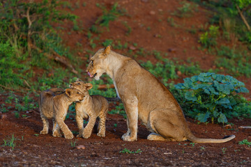 Lioness and her playful cubs in Zimanga Game Reserve near the city of Mkuze in South Africa