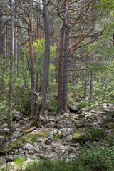 stone path between green trees