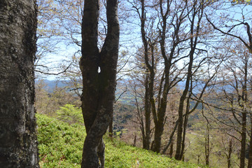 Forêt du Grand Hohnack à Labaroche dans les Vosges, forêt vosgienne
