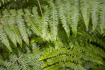 Fototapeta na wymiar green fern background or texture