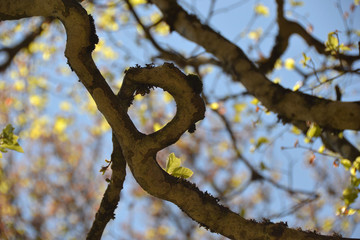 Forêt du Grand Hohnack à Labaroche dans les Vosges, forêt vosgienne
