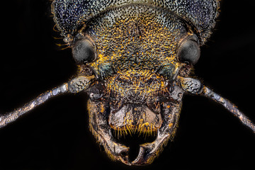 Black bug