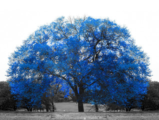 Big blue tree in black and white landscape scene in Central Park, New York City