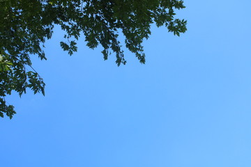 A clear blue sky with a tree with green leaves at a corner background 